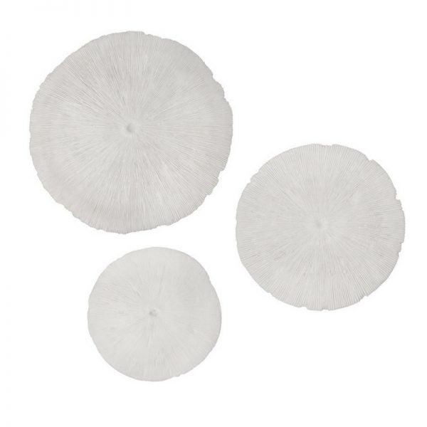 Sand Dollar