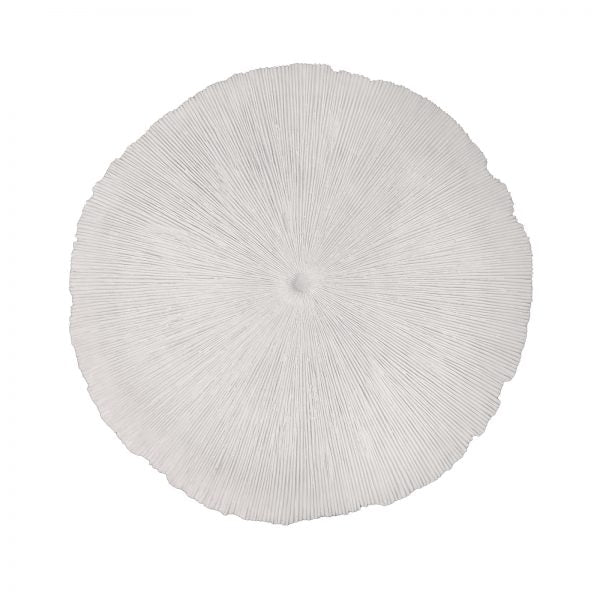 Sand Dollar